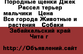 Породные щенки Джек Рассел терьер-мальчики › Цена ­ 40 000 - Все города Животные и растения » Собаки   . Забайкальский край,Чита г.